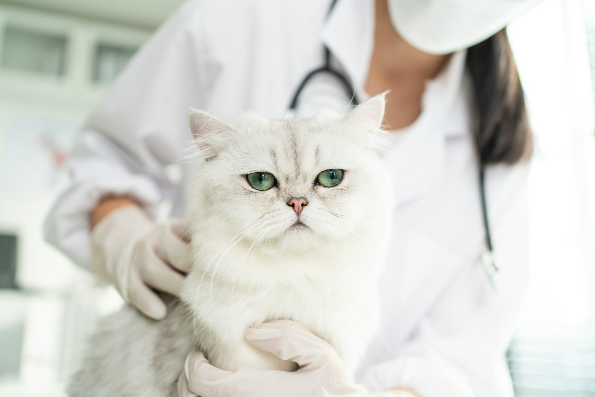 Asian veterinarian examine cat during appointment in veterinary clinic.